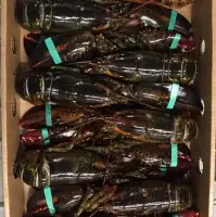 Chix Lobsters