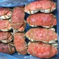 Jonah Crab (Cancer borealis)