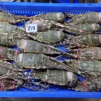 Rock Lobster
