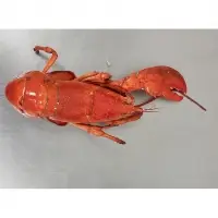 Homarus Americanus Culls Lobster