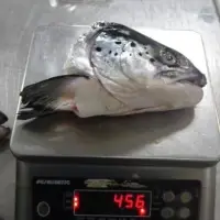 Salmon Heads