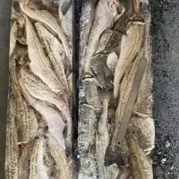 Alaska Pollock