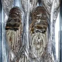Whole Raw Spiny Lobsters