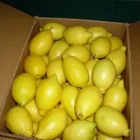 Fresh Lemon Of Adalia