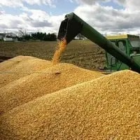 Brazilian Yellow Corn