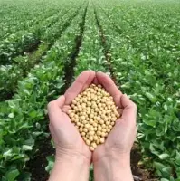 Brazilian Soybean