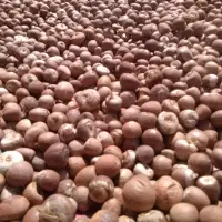 Betel Nut Origin From Indonesia