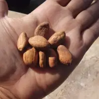 Cocoa Bean Origin Fron Indonesia