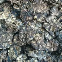 Dried Noni Fruit