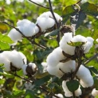 Cotton