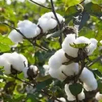 Cotton