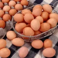 Chicken Broiler Hatching Eggs