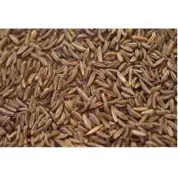 Caraway
