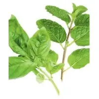 Basil