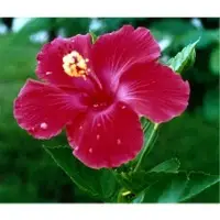 Hibiscus
