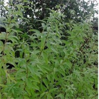 Lemon verbena