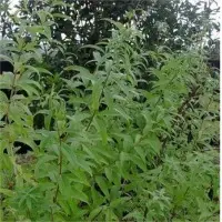 Lemon verbena