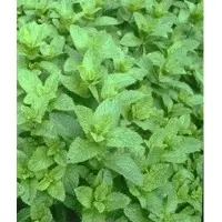 Peppermint