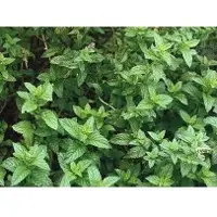 Spearmint