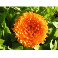 Calendula