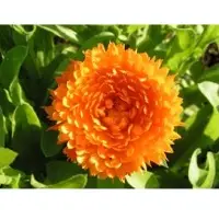 Calendula