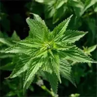 Nettle leaves