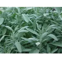 Sage