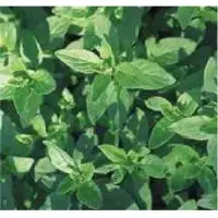 Marjoram