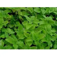 Lemon balm