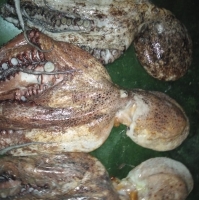 Octopus