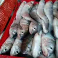Grey Mullet Fish