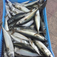 Atlantic Mackerel Fish