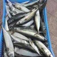 Atlantic Mackerel Fish