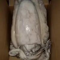 Cuttlefish