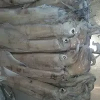 Squid