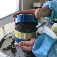 Beluga Sturgeon Caviar