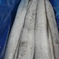 Ribbon Fish