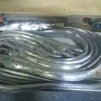 Ribbon Fish