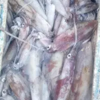 Squid