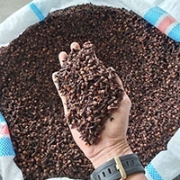 Cloves