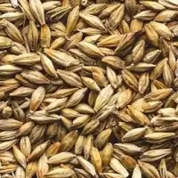 Barley