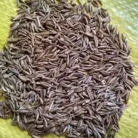 Carawya seeds