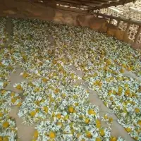 Dried Chamomile Flower New Crop