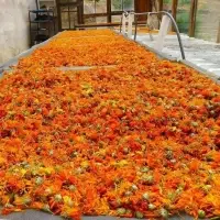 Calendula Flowers (Marigold flowers)