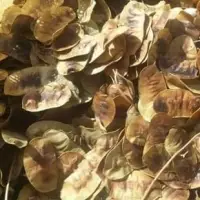Senna Leaves