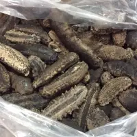 Sea Cucumber (Badionotus)