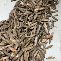 Sea Cucumber (Floridiana)