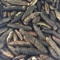 Sea Cucumber (Tubulosa And Poly)