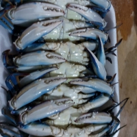 Blue Crab