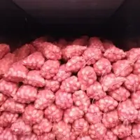 Onion
